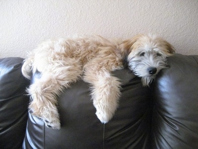 A tan Soft Coated Wheaten Terrier is laying down on the back of a black leather couch.