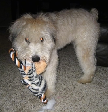 A soft looking tan Soft Coated Wheaten Terrier is standing on a carpet and it has a plush toy in its mouth.