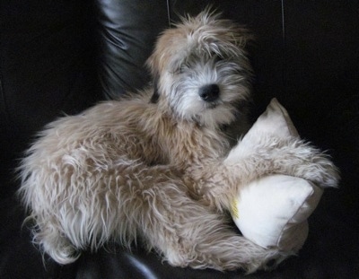 A tan Soft Coated Wheaten Terrier dog is laying on a black leather couch on top of a small white pillow.