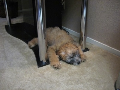 A tan Soft Coated Wheaten Terrier is sleeping under a table stand and it is facing the right.