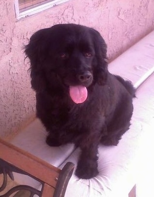 A thick coated, black Spanador dog is sittig on a bed, it is looking to the right, its mouth is open and its tongue is hanging out.