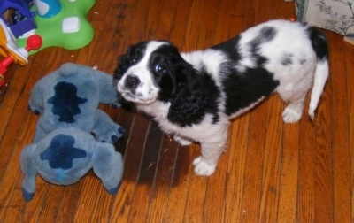 View from the top looking down at the dog - A black and white Spangold Retriever puppy is standing on a hardwood floor and it is looking up. There is a blue plush doll in front of it.