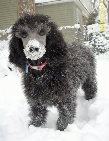 "This is our Standard Poodle puppy playing in the snow.