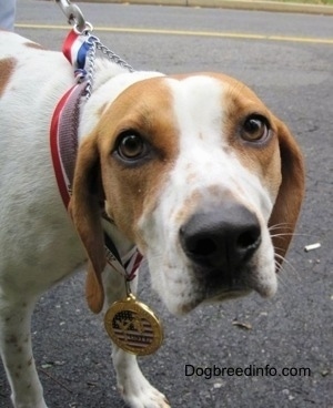 Close Up - The face of a white with tan Beagle mix is standing on a blacktop surface, it is looking forward and it has a medal around its neck.