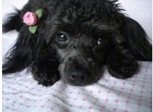 Close up - A black Teacup Poodle is laying down on a bed, it has a flower above its ear and it is looking forward.