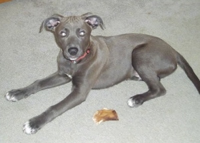 The left side of a Texas Blue Lacy puppy that is laying on carpet, next to a pig ear.