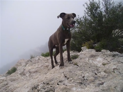 The front right side of a Texas Blue Lacy that is climbing on Guadalupe Peak. It is looking to the right, its mouth is open and it looks like it is smiling.