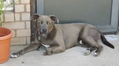 The left side of a Texas Blue Lacy that is laying across a front porch.