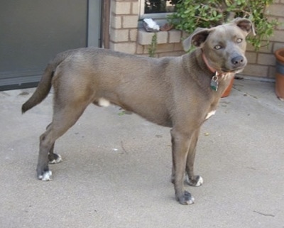 The front right side of a Texas Blue Lacy that is standing across a porch, it is looking forward and its head is tilted to the left.