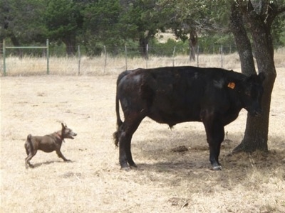 The right side of a Texas Blue Lacy that is standing behind a cow.