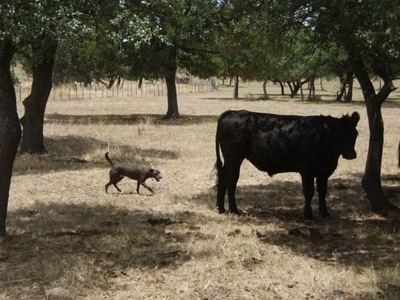 The right side of a Texas Blue Lacy that is stalking a cow.
