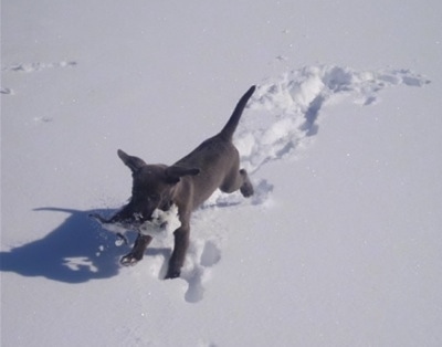 The front left side of a Texas Blue Lacy puppy that is running across snow with a toy cow in its mouth