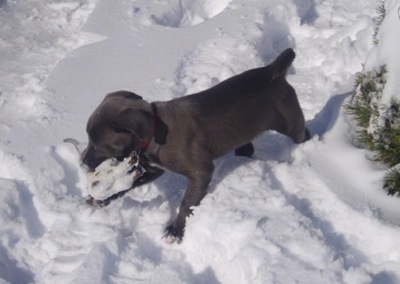 The left side of a Texas Blue Lacy puppy that is standing in the snow with a toy cow in its mouth