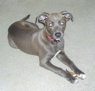 The front right side of a Texas Blue Lacy puppy that is laying on carpet with a dog bone in between its paws and it is looking forward.