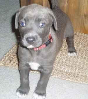 Close up - The front left side of a Texas Blue Lacy puppy that is standing on a rug, in front of a cabinet and it is looking forward.