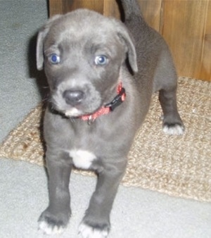 Blue Lacy