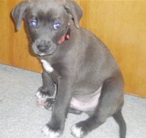 Close up - The front left side of a Texas Blue Lacy puppy that is sitting against a door