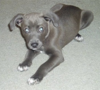 The front left side of a Texas Blue Lacy puppy that is laying on a carpet and it is looking up.
