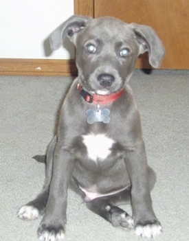 A Texas Blue Lacy puppy is sitting in front of a door and it is looking forward.