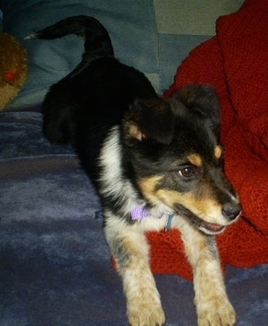 Close up - Top down view of a black with white and tan Texas Heeler puppy laying on a bed looking to the right.