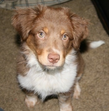 Top down view of a chocolate with white and brown Texas Heeler puppy sitting on a carpet and it is looking up. It has a brown nose and furry hair on its ears.