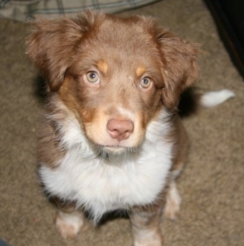 Australian Shepherd Puppies on Ellie  The Australian Shepherd   Australian Heeler Hybrid Puppy At 3