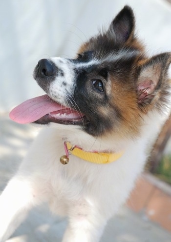 Close up - A fluffy, thick coated, white with brown and black Thai BangKaew puppy is standing on a concrete surface, it is looking forward and its head is tilted to the right.