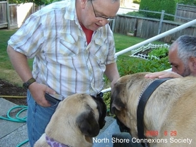 Two people and two dogs, A person is sitting at the top of a staircase and petting one of the Mastiffs. The second person is standing in front of a staircase petting the dogs