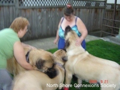 Three Mastiffs are in between a lady in green and a lady in blue