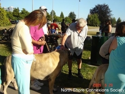 Five people standing on a sidewalk and they are petting two dogs