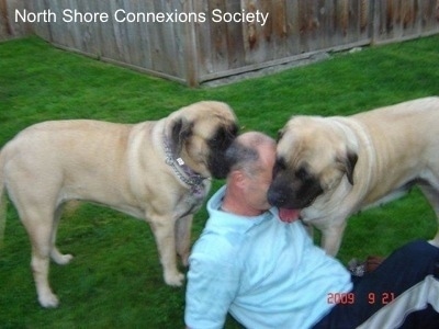 Two Mastiffs are surrounding a man sitting on the ground, with a wooden fence in the background