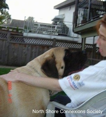 A Mastiff is walking up to the face of a lady who is in a white plastic lawn chair