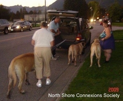 A Guy is putting a ramp in the back of a car. A Lady in white is holding a Mastiff, and The lady in blue is holding Two Mastiffs