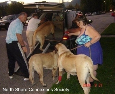 One Mastiff is walking up the ramp to get into the back of a Car. And Two Mastiffs are standing curbside