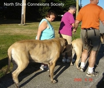 Two Mastiffs are being walked down a sidewalk by three people