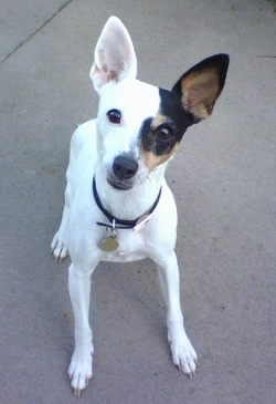 Top down view of a white with black and brown Toy Fox Terrier that is standing on a concrete surface. It is looking up and its head is slightly tilted to the right. Half of the dogs face is white and the other half is black with brown. The color changes right down the middle of the dog's stop.