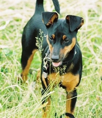 A black and tan Toy Manchester Terrier dog is standing in tall grass. Its mouth is open and tongue is out and its ears are flopped over and its tail is up. It is looking down and to the left.