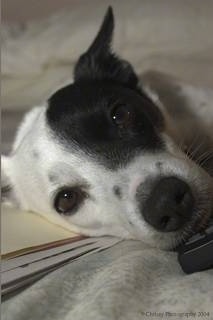 Close up head shot - A white with black Mountain Feist is laying on a manilla folder looking forward.