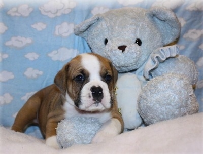 pictures of english bulldogs at ten weeks old