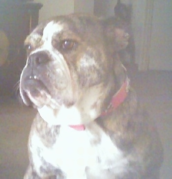 Close up front view - A brown brindle with white Victorian Bulldog sitting across a carpeted floor and it is looking to the left. It has brown eyes and extra skin around its neck that hangs over its red collar. The dog has a big head a an even bigger chest.