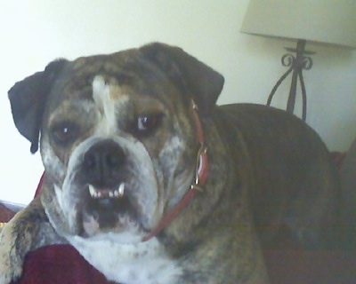 Close up front view - A large headed, thick, brown brindle with white Victorian Bulldog is laying across tha back of a couch. The dog has a big underbite that shows its bottom row of canine teeth across its upper lips. It has a big black nose, dark eyes and small ears.