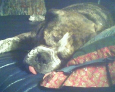 Close up - A brown brindle with white Victorian Bulldog is sleeping across a couch and it is laying against a pillow. Its tongue is sticking out of its mouth. It has a big black nose and its eyes are closed.