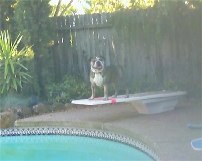 The front left side of a brindle with white Victorian Bulldog that is standing on a diving board over a pool of water looking forward, its mouth is open and it looks like it is smiling. The dog is short and stocky.