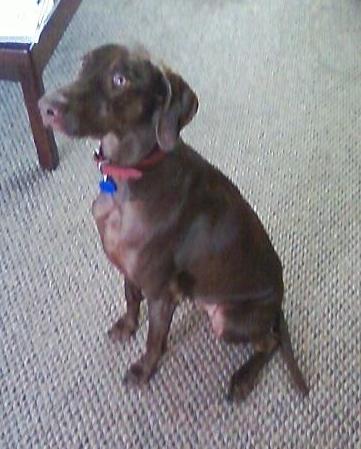 Top down view of the left side of a Vizmaraner that is sitting across a carpet, it is looking up and to the left. It has a brown nose, light brown eyes and long ears that hang down to the sides.