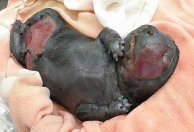 A dead Labrador Retriever water puppy on top of a blanket placed belly-up