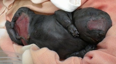 A Labrador Retriever water puppy on top of a blanket