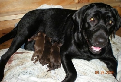 A Labrador Retriever nursing her newborn litter of puppies in a whelp box