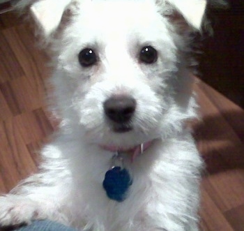 Close up - A fuzzy white Weston dog is jumped up against a person's leg and it is looking up. The dog has small v-shaped ears that fold over to the front and large round dark eyes with a black nose.