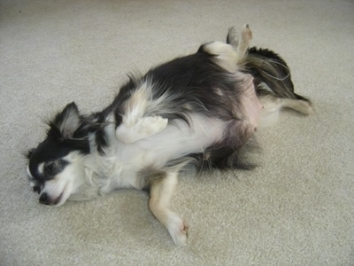 long haired chihuahua puppy. with her 6 pups. Velvet