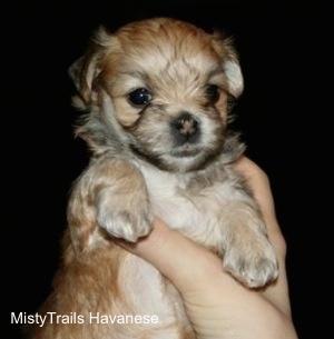 Close Up - Preemie puppy being held up in the air